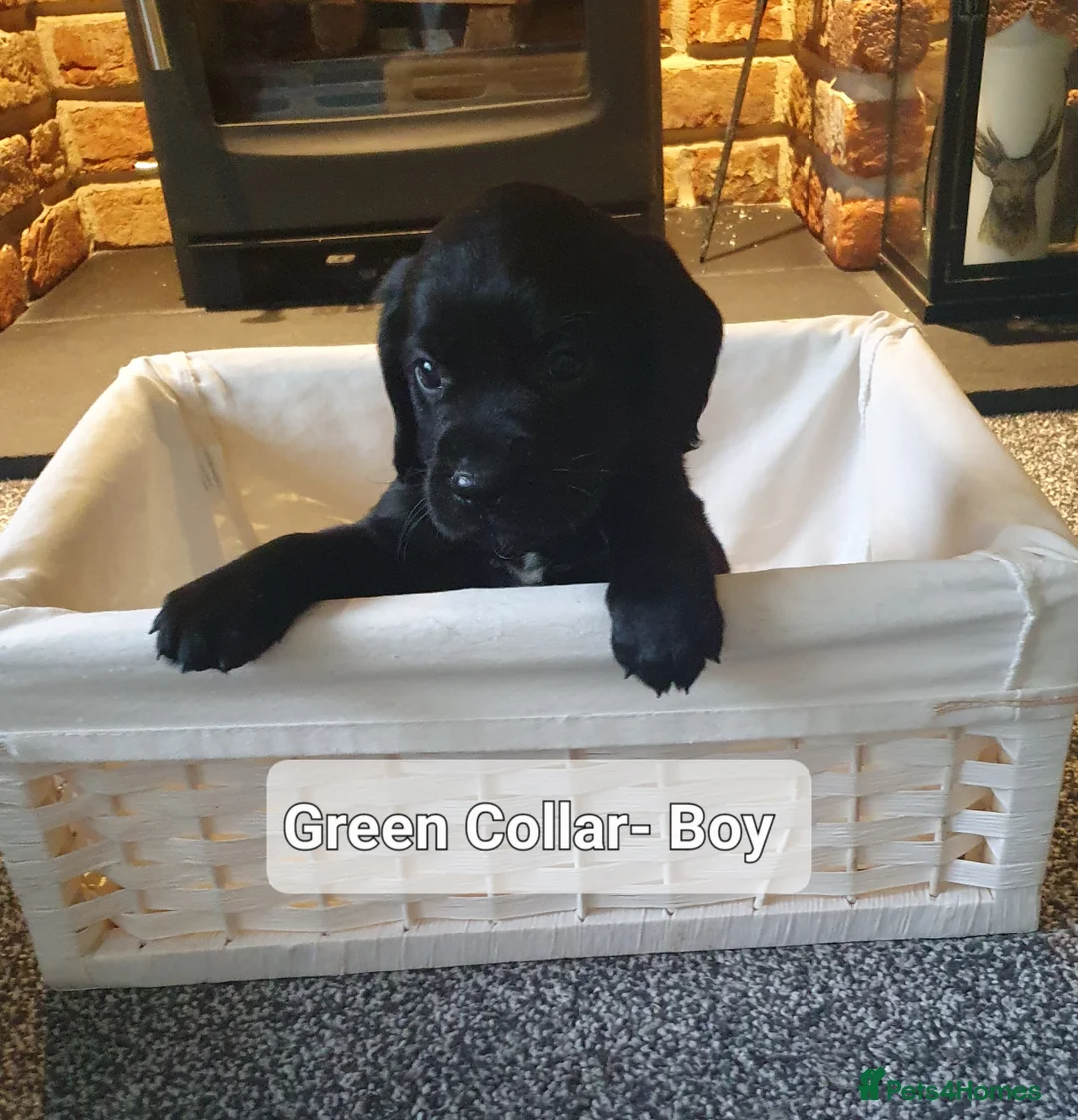 Cockerdor dogs for sale: COCKERDOR  PUPPIES - Advert 17