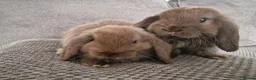 Mini Lop rabbits for sale: Beautiful mini lops baby's  - Advert 10