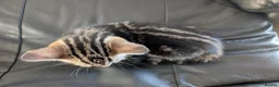 Mixed Breed cats for sale: Adorable Kittens Ready for Their Forever Homes in Purfleet - Advert 6
