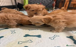 Maltipoo dogs for sale: So adorable and Tiny F1 Korean Maltipoo - Image 21