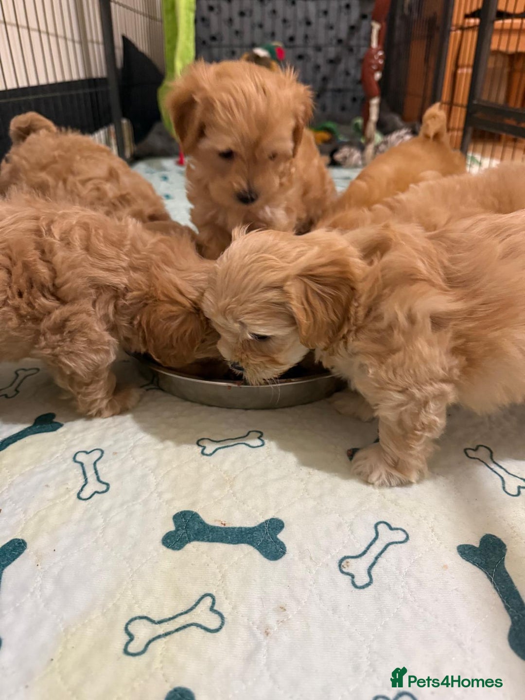 Maltipoo dogs for sale: So adorable and Tiny F1 Korean Maltipoo - Image 21