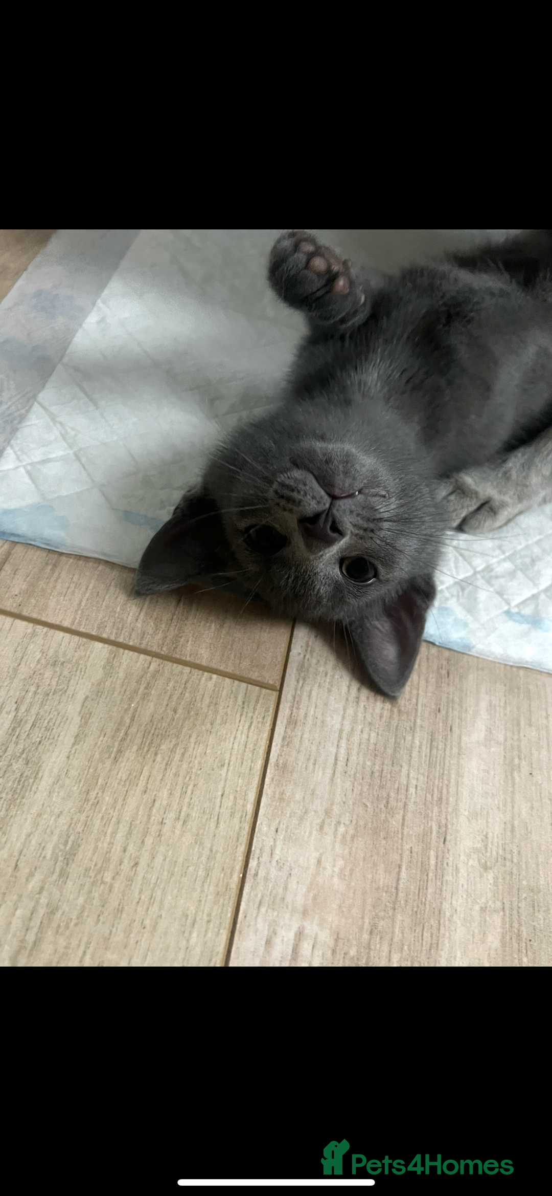 Siamese cats for sale: Beautiful Siamese-Linked Kittens Ready Soon 🐾🤎 - Advert 8