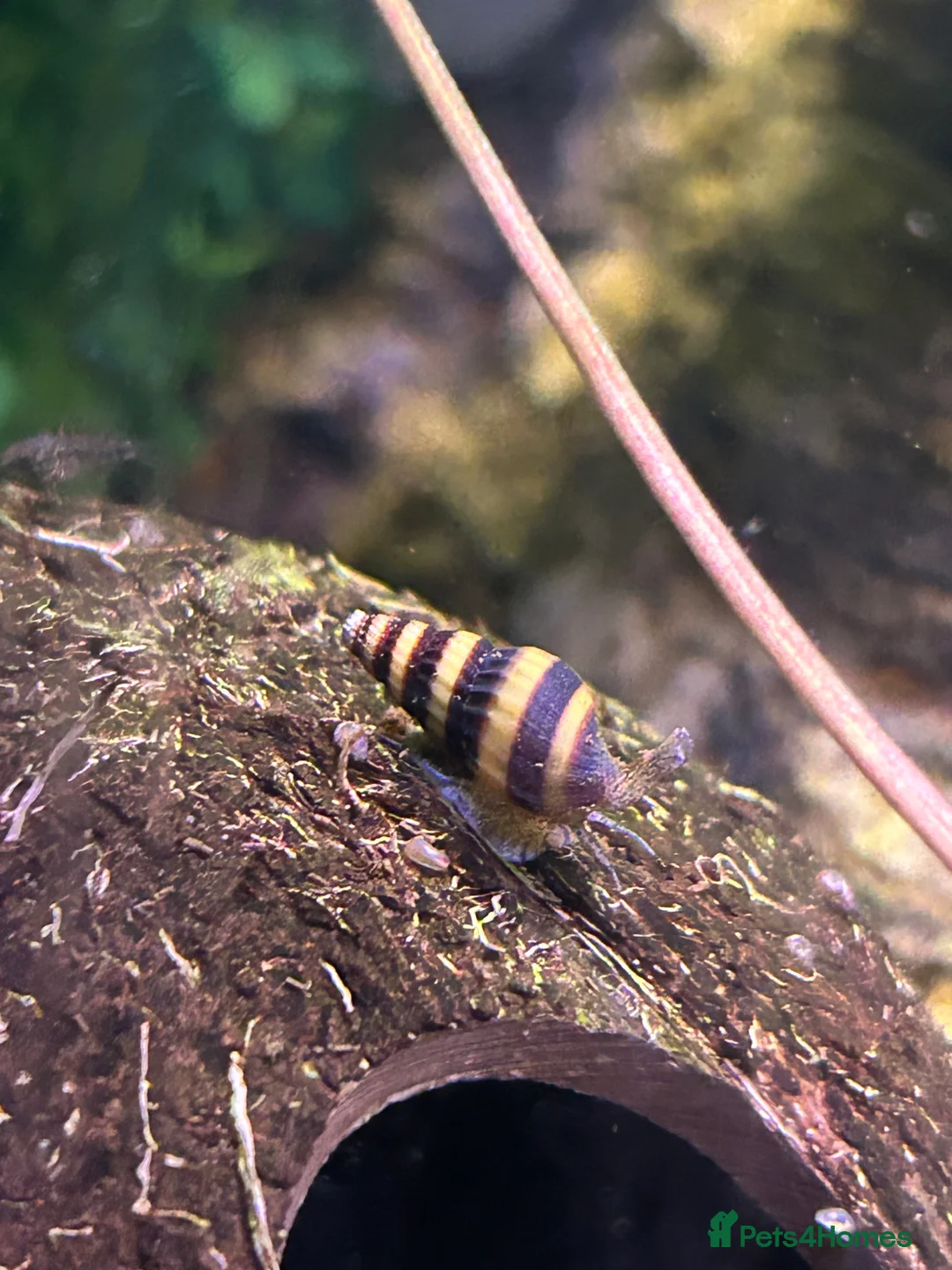 Shrimps fish for sale: Cherry shrimp, bristlenose plecos, assasin snails  - Advert 2