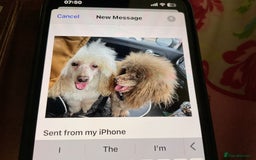 Toy Poodle dogs for sale: Toy poodle - Image 3