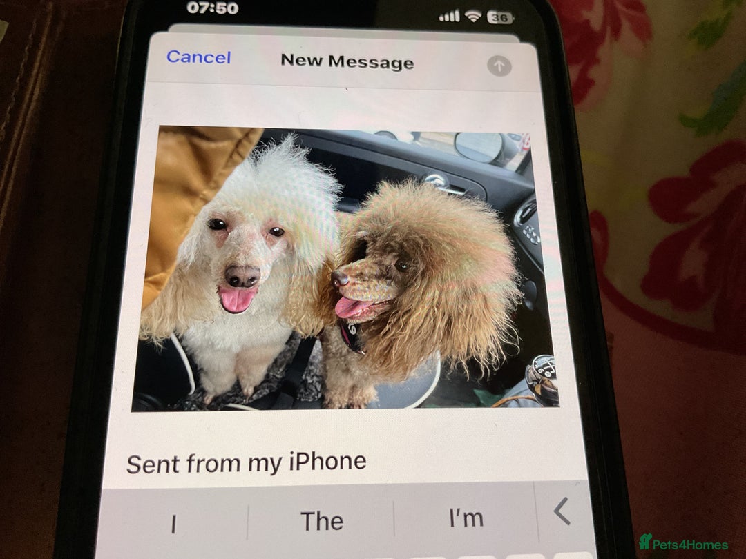 Toy Poodle dogs for sale: Toy poodle - Image 3