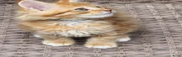 Maine Coon cats for sale: Maine Coon ginger Ready Now!! Absolutely gorgeous! - Advert 23