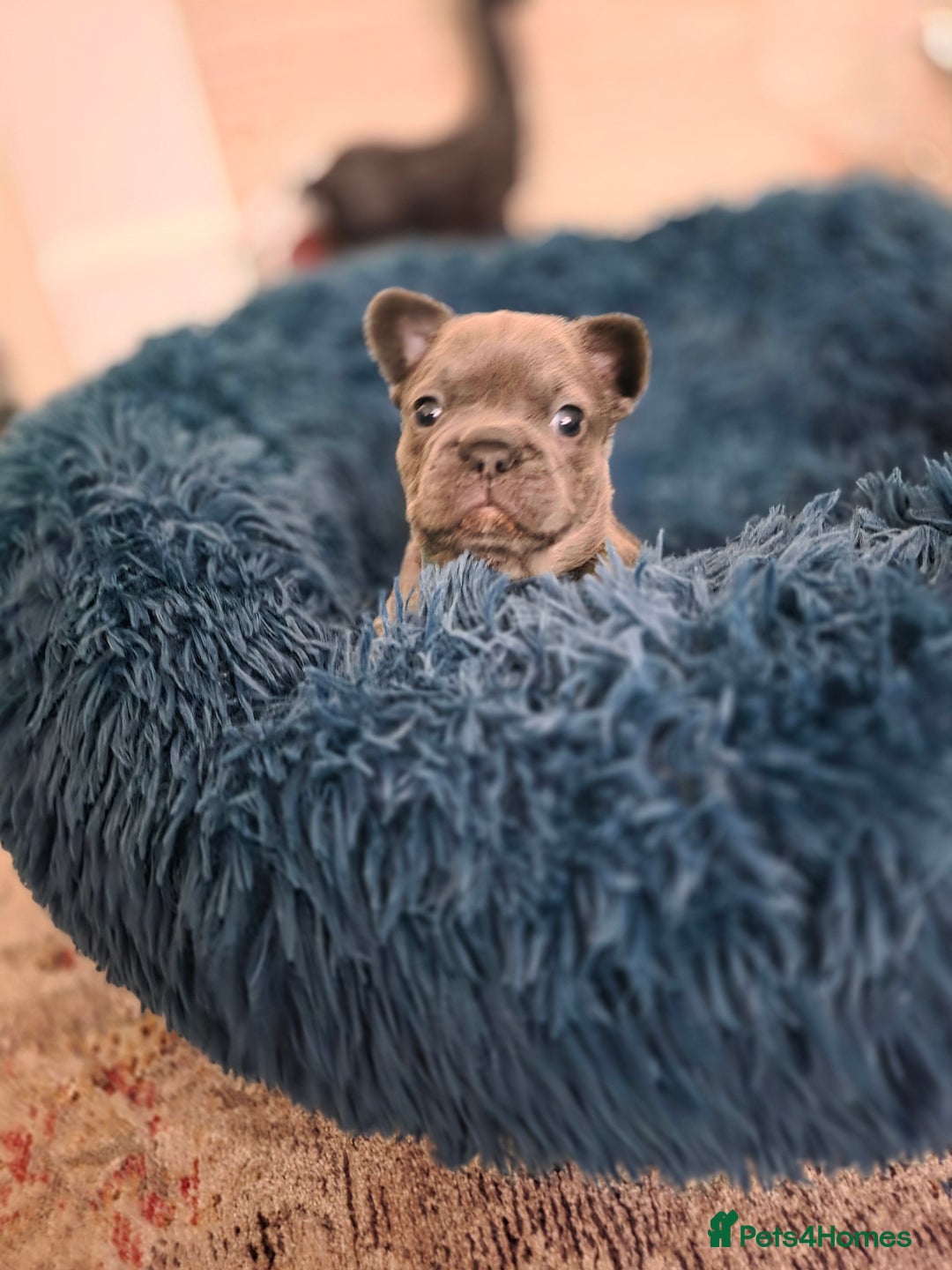 French Bulldog dogs for sale: Frenchie Puppies - Image 9