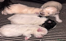 Maltipoo dogs for sale: Stunning Maltipoo babies  - Advert 9