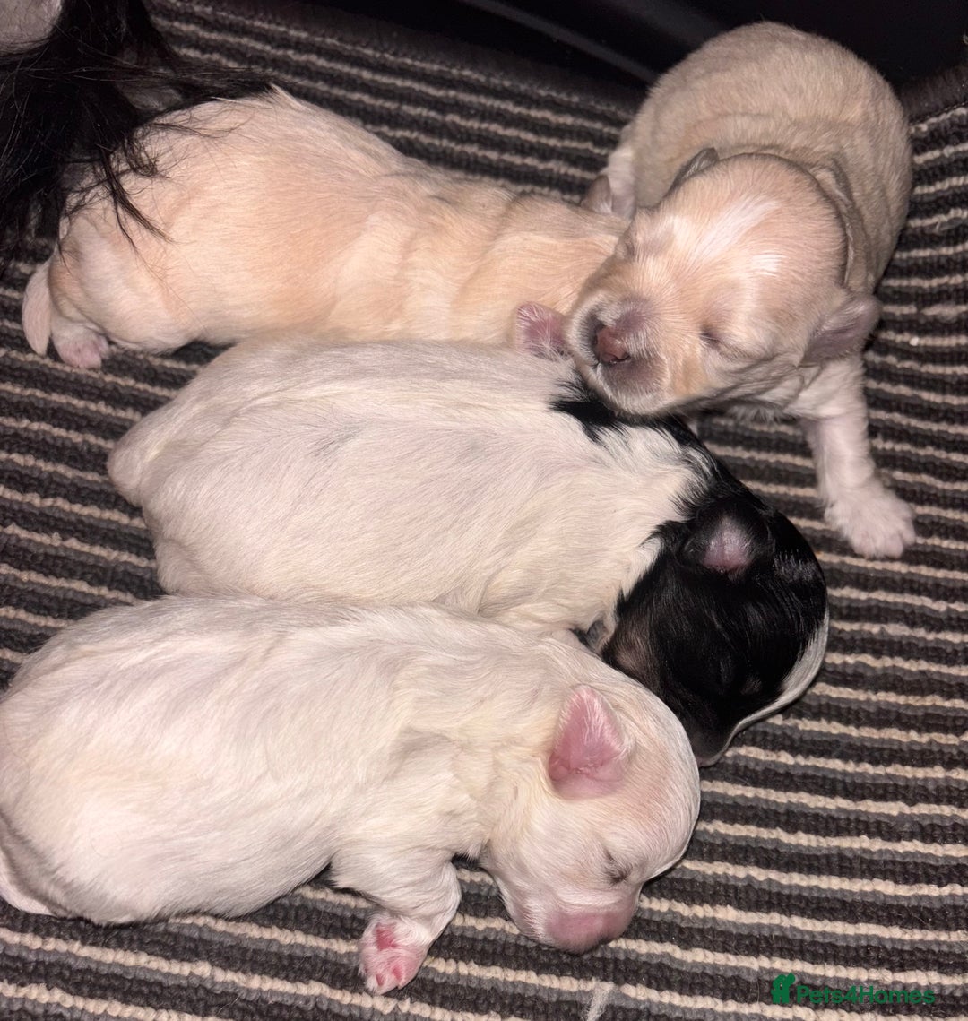Maltipoo dogs for sale: Stunning Maltipoo babies  - Advert 9