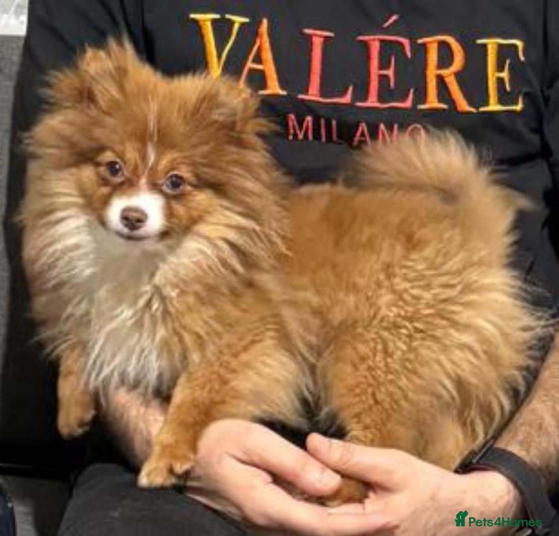 Pomeranian dogs Pomeranian dog  - Advert 1