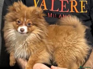 Pomeranian dogs Pomeranian dog - Advert 1