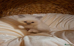 Ragdoll cats for sale: Stunning Ragdoll kittens  - Image 36