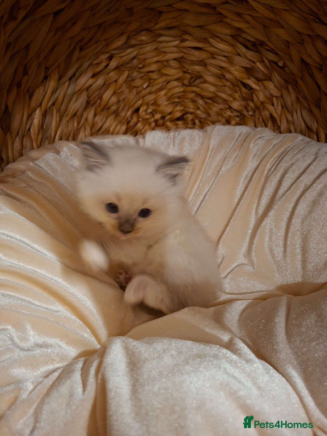 Ragdoll cats for sale: Stunning Ragdoll kittens  - Image 36