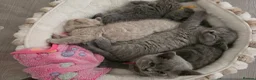 British Shorthair cats for sale: Championship Lines Bridgerton Litter - Advert 31
