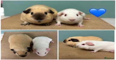 Guinea Pig rodents - Advert 4