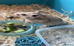 Hamster rodents for sale: Baby Syrian hamsters - Image 8