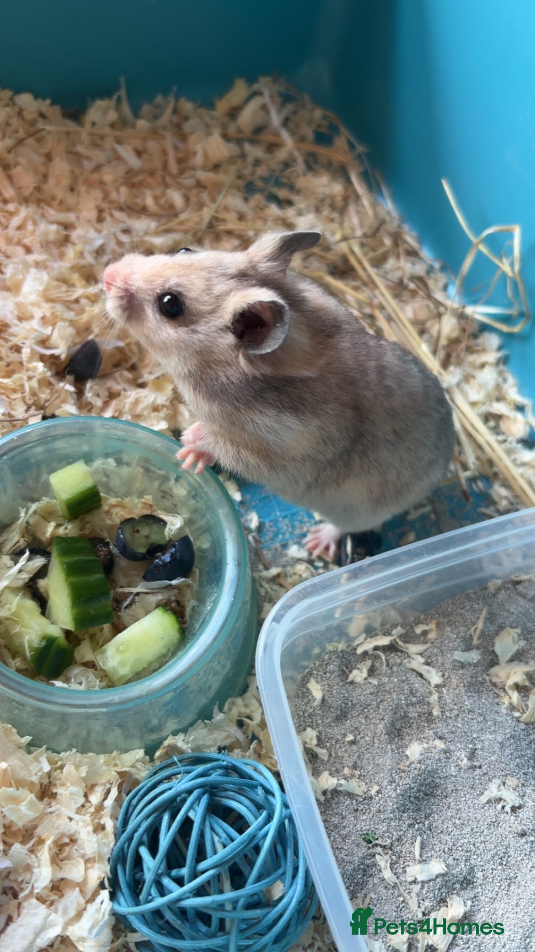 Hamster rodents for sale: Baby Syrian hamsters - Image 8