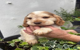 Cocker Spaniel dogs for sale: Show cocker spaniels  - Image 21