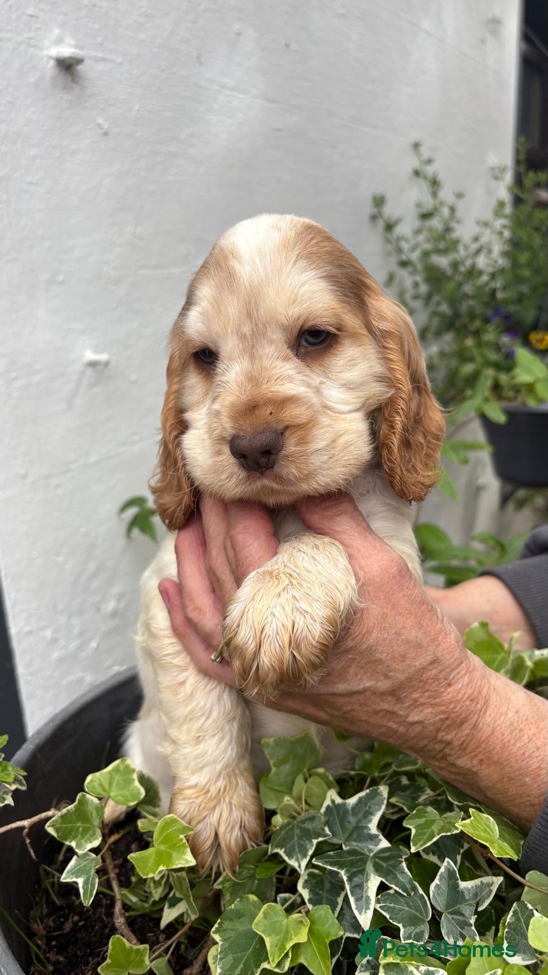 Cocker Spaniel dogs for sale: Show cocker spaniels  - Image 21