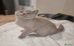British Shorthair cats for sale: Gccf imperial champion pedigree british shorthair  - Image 1