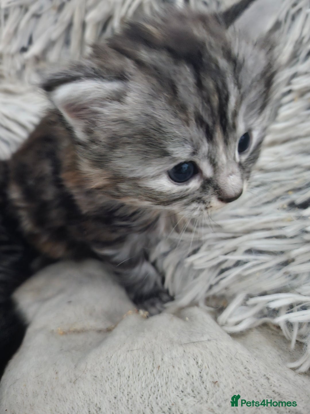 British Longhair cats for sale: Longhaired grey and black kittens, 2 ready now - Image 18