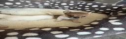 Chihuahua dogs for sale: 4 weeks  - Advert 8