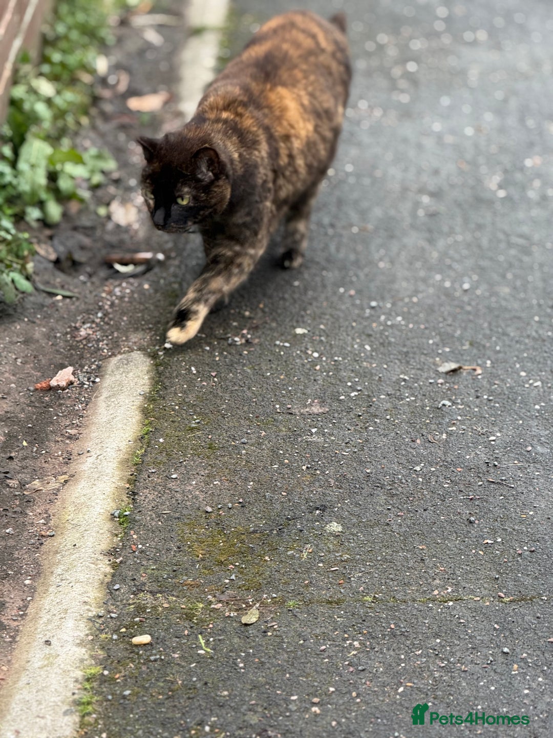 Mixed Breed cats for sale: Beautiful tortie girl  - Advert 3