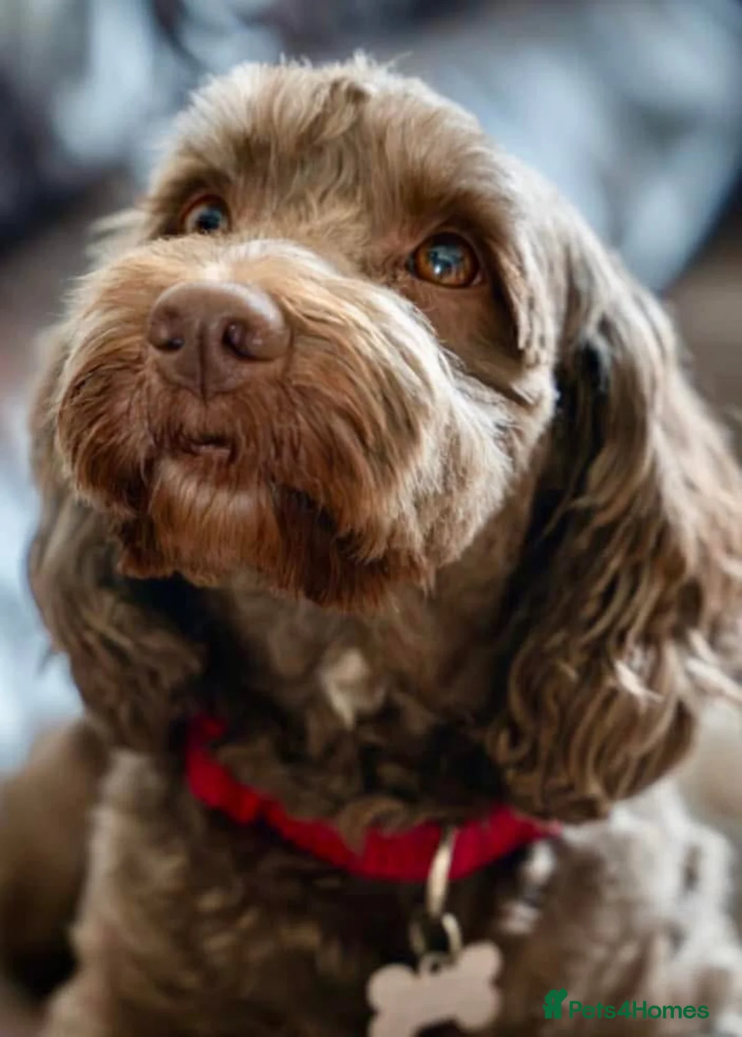 Cockapoo dogs for sale: Cockapoo  - Advert 2