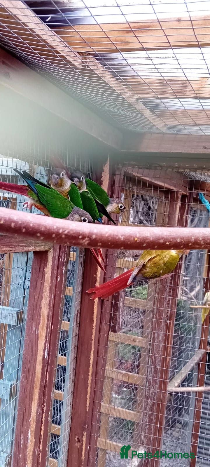 Conures birds Blackhead green cheek conures - Advert 1