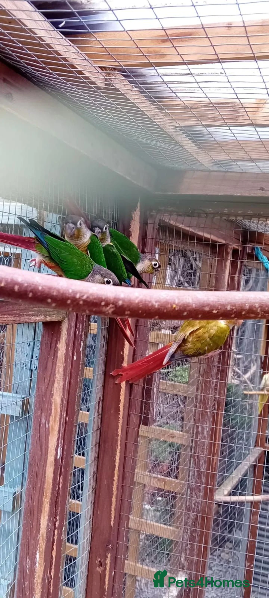 Conures birds for sale: Blackhead green cheek conures - Advert 1