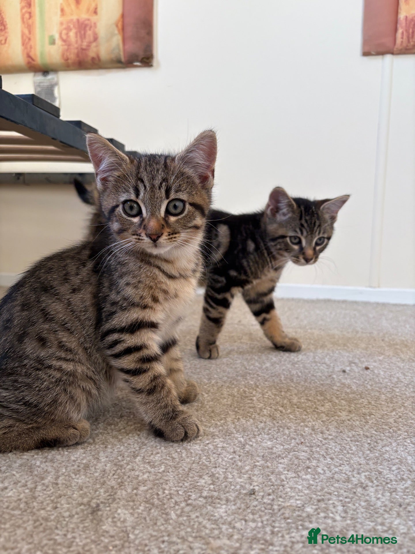 Mixed Breed cats 4 gorgeous striped black / grey tabby kittens - Advert 9