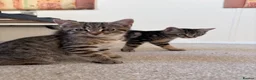 Mixed Breed cats for sale: 4 gorgeous striped black / grey tabby kittens - Advert 1