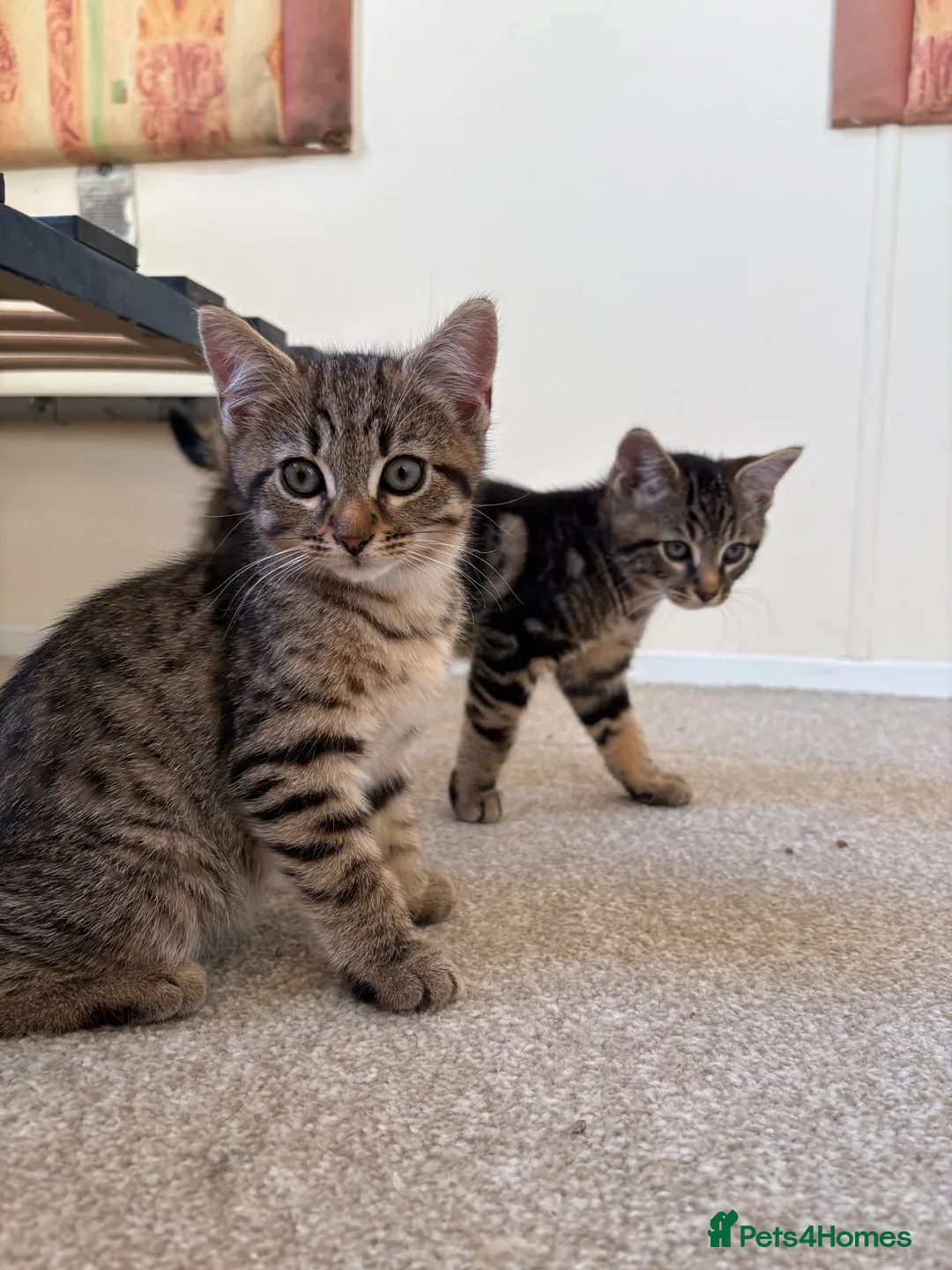 Mixed Breed cats for sale: 4 gorgeous striped black / grey tabby kittens - Advert 1