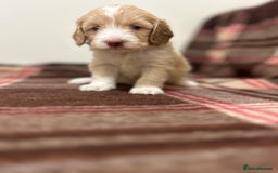 Cockapoo dogs for sale: stunning toy cockapoo  - Advert 7