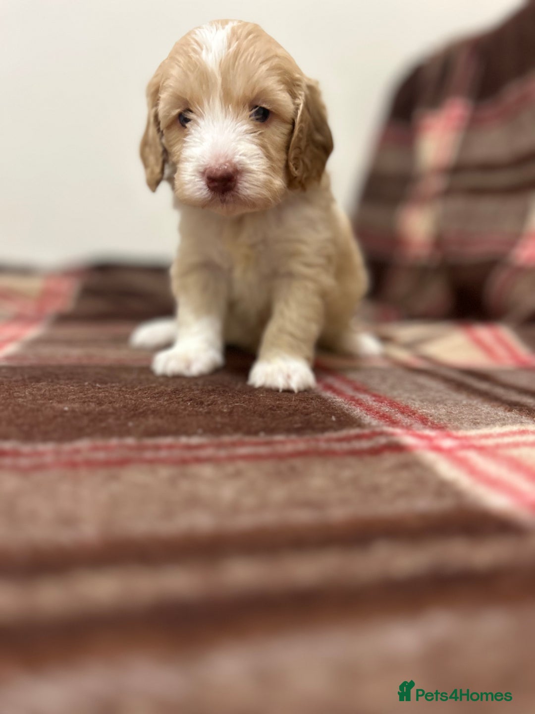 Cockapoo dogs for sale: stunning toy cockapoo  - Advert 7