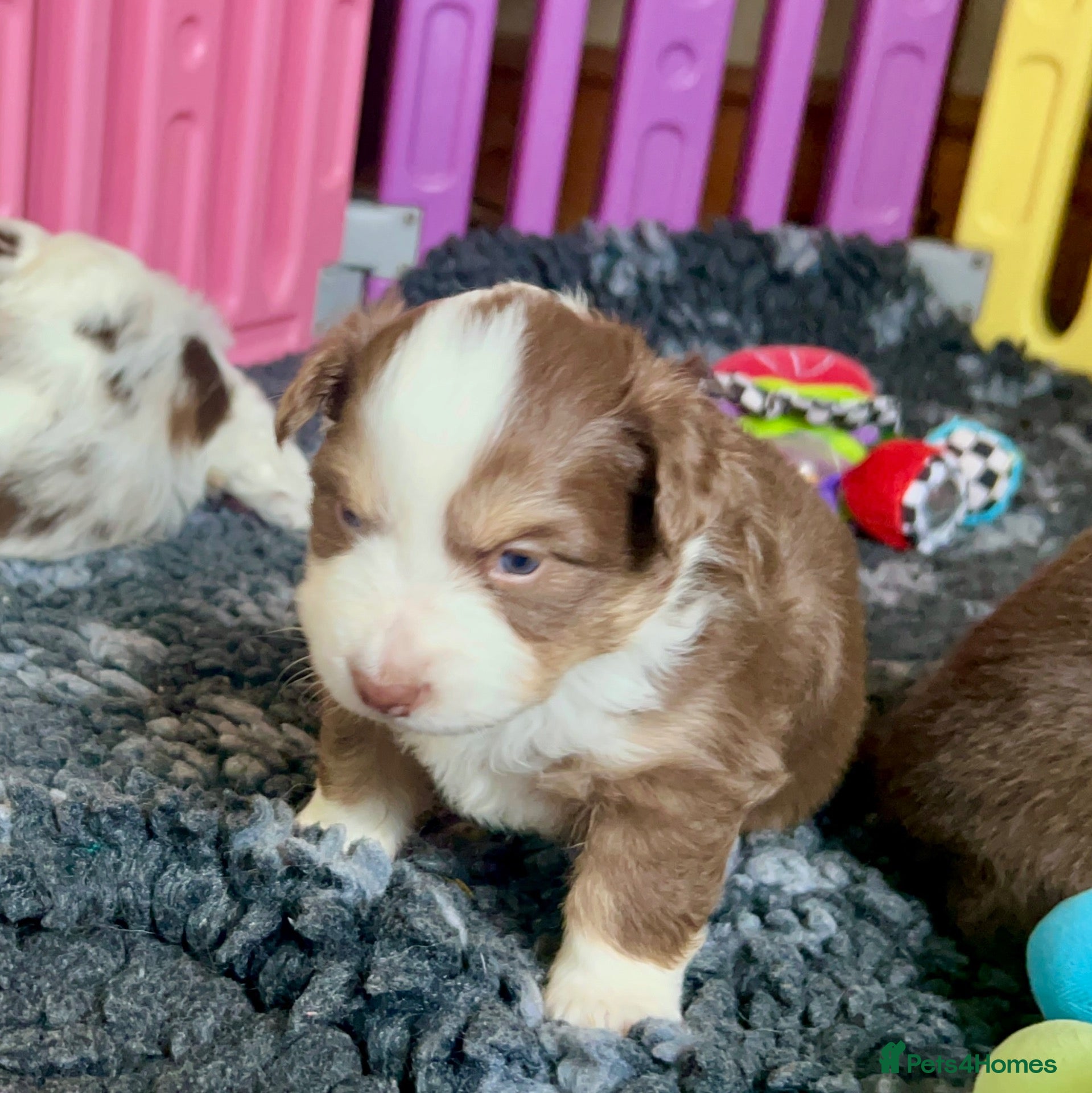 Australian Shepherd dogs for sale: Quality Mini Aussie (MAS) Rare Show Lines RKC reg  - Advert 2