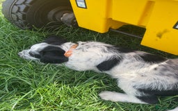 Mixed Breed dogs for sale: Last girl Ready to go Rare Dalmadoodle puppies 🏡 - Image 19