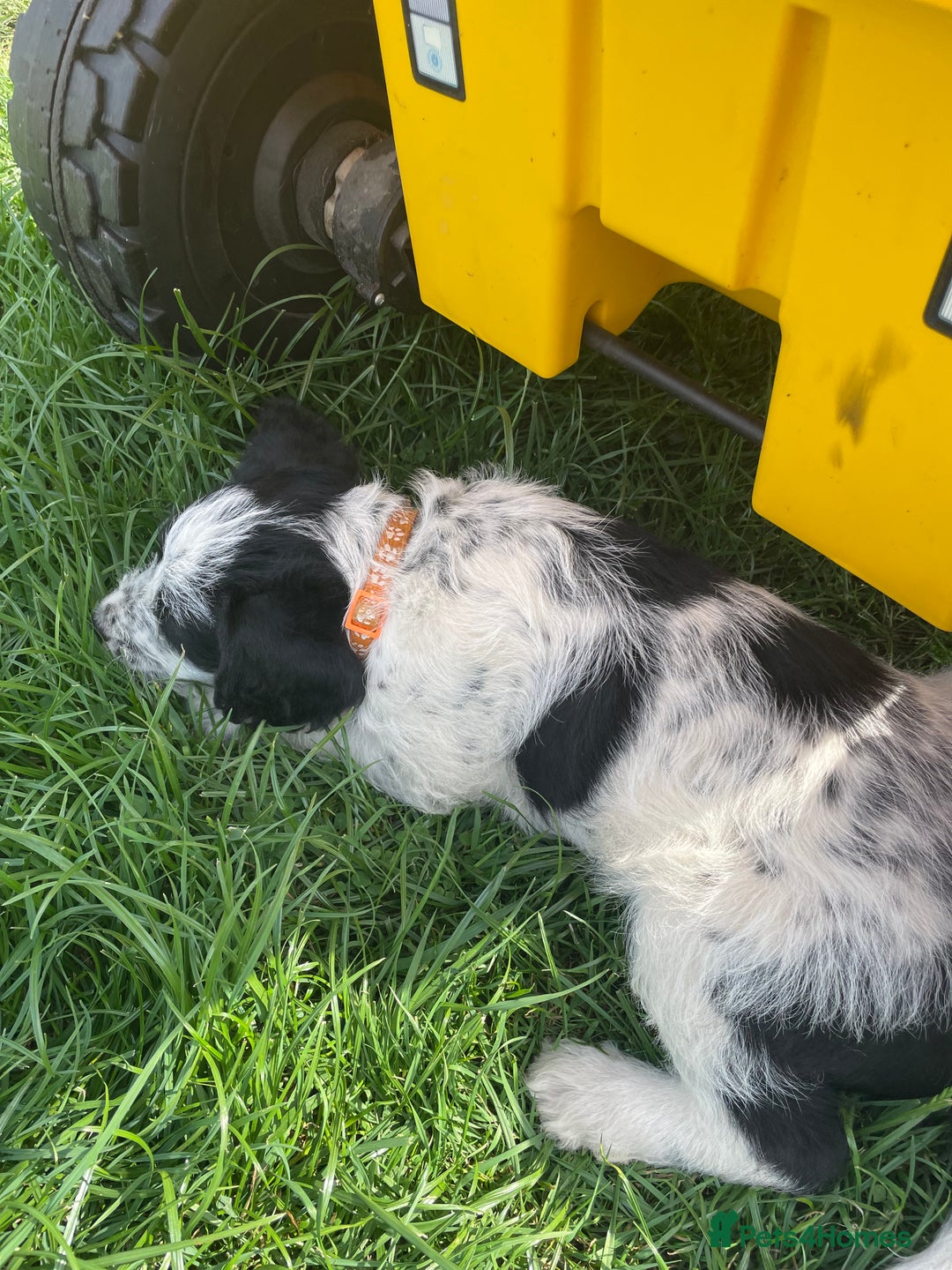 Mixed Breed dogs for sale: Last girl Ready to go Rare Dalmadoodle puppies 🏡 - Image 19