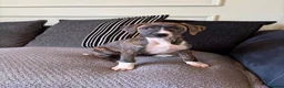 Mixed Breed dogs for sale: 🐾 Rhodesian Ridgeback x Bull Lurcher Puppies 🐾 - Advert 13