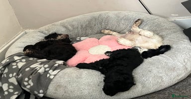 Cockapoo dogs - Advert 10