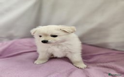 Pomapoo dogs for sale: Fluffy 4 Pomapoo Puppies Ready for Their Homes - Advert 10