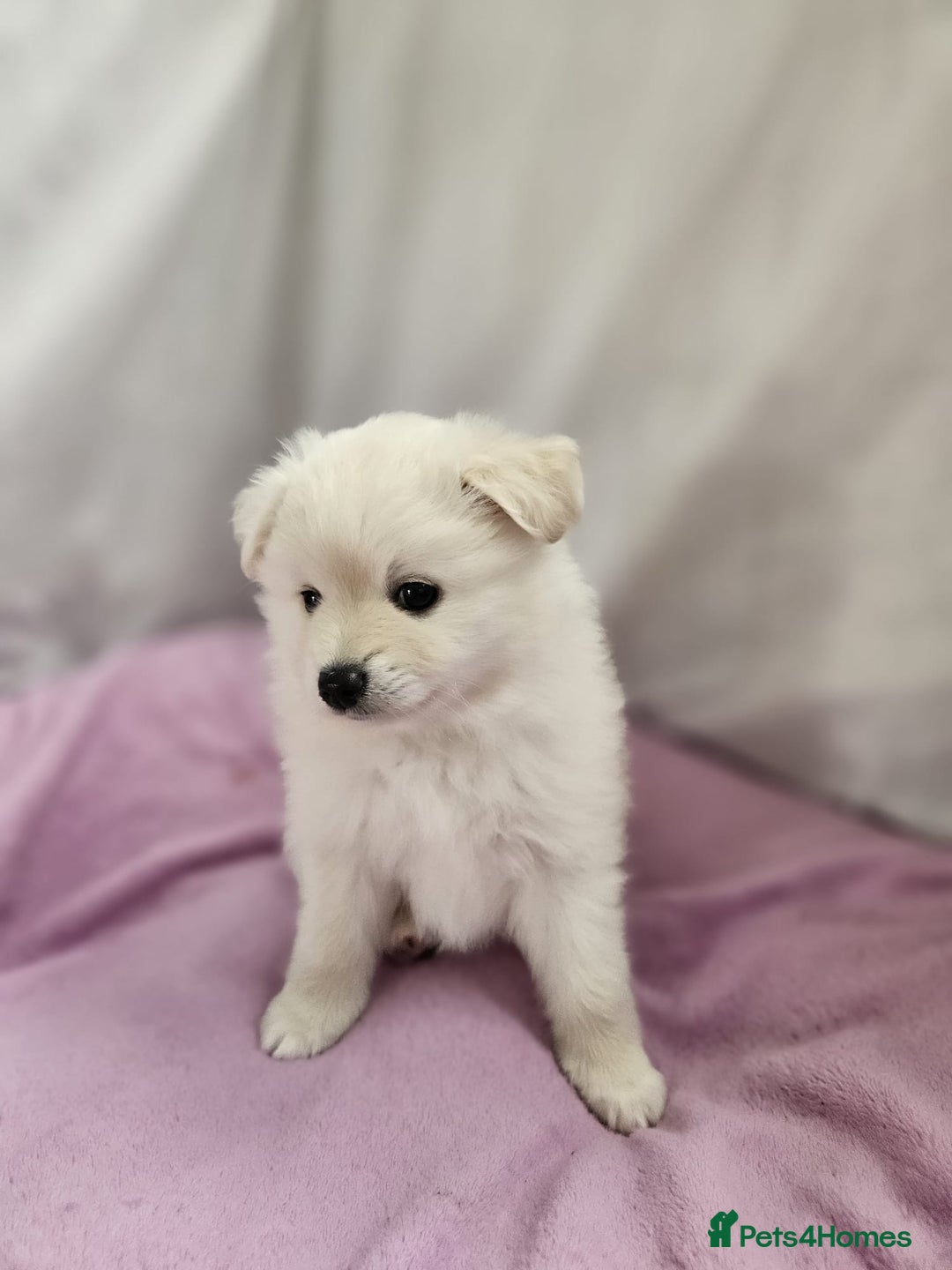 Pomapoo dogs for sale: Fluffy 4 Pomapoo Puppies Ready for Their Homes - Advert 10