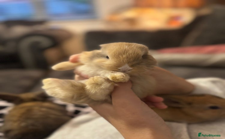 Mini Lop rabbits - Advert 4