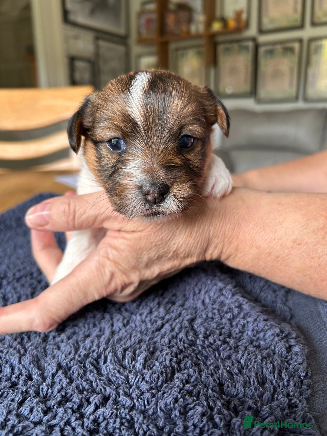 Jack Russell dogs for sale: Pedigree Jack Russell Terriers - Image 12