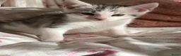 Mixed Breed cats for sale: Beautiful snow leopard cross  - Advert 5
