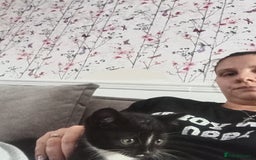 Domestic Shorthair cats for sale: 4 kittens for sale one girl and 3 boys - Image 2