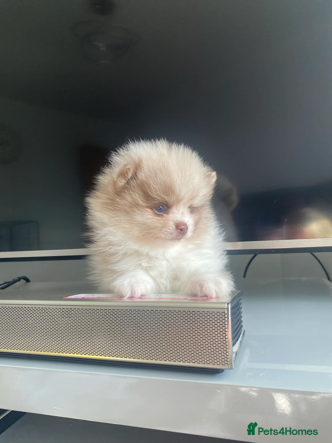 Pomeranian dogs for stud: 🏆 LOTS of champion lines, tiny teddy bear 🧸 in Leeds - Advert 27