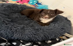 Mixed Breed dogs for sale: French bulldog/cockerspaniel 12 weeks old   - Advert 14