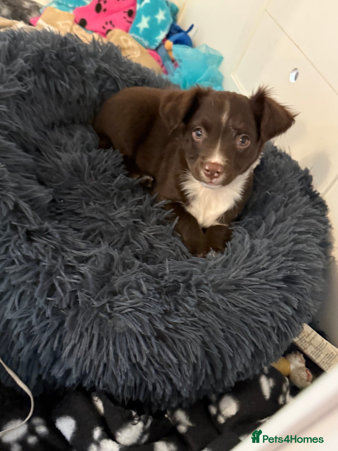 Mixed Breed dogs for sale: French bulldog/cockerspaniel 12 weeks old   - Advert 14