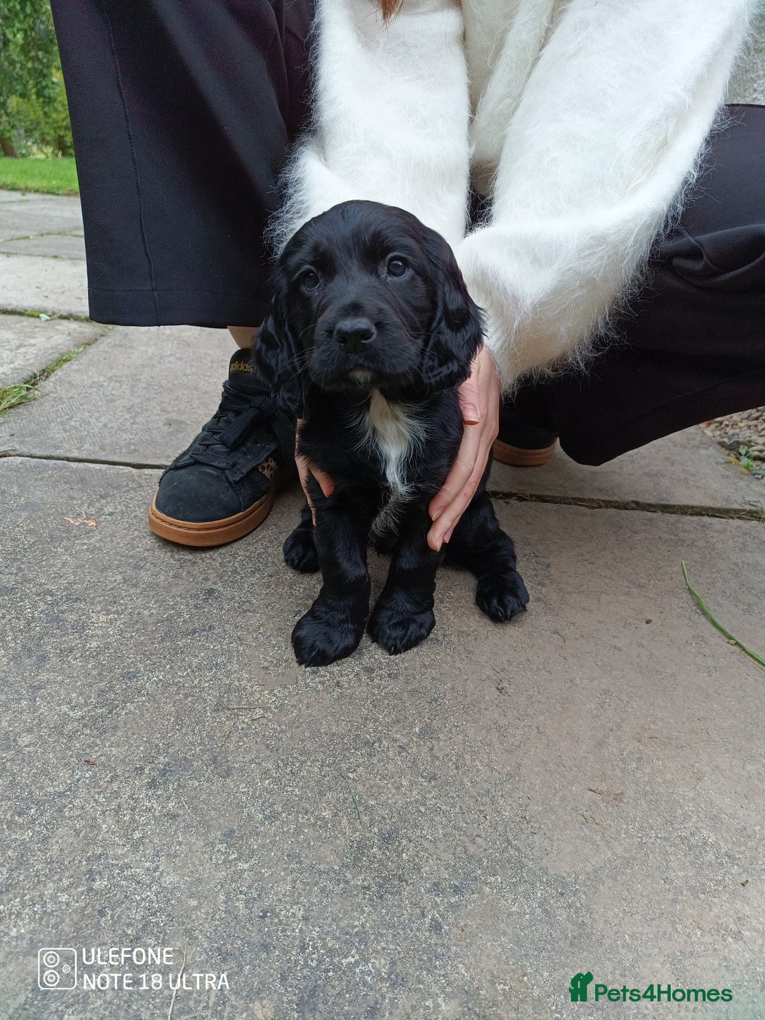 Cocker Spaniel dogs for sale: Beautiful Cocker Spaniel Puppies - Image 19